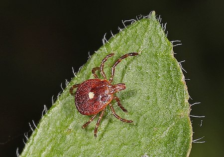 In the U.S. alpha-gal syndrome is triggered by the lone star tick.