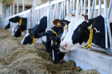 Typical dairy operations in the U.S. provide opportunities for inter-species interactions between birds and cattle, which could facilitate transmission of H5N1.