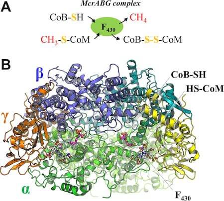 Quaternary structure of methyl coenzyme M reductase (MCR).