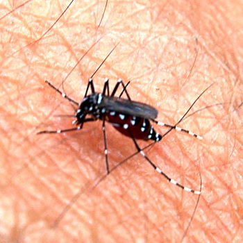 The Aedes aegypti mosquito taking a blood meal.