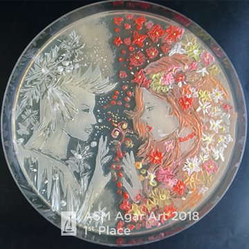 ASM Agar Art Contest 2018, 1st Place. "The battle of winter and spring," Ana Tsitsishvili, Undergraduate Student, Agricultural University of Georgia, Tbilisi, Georgia.