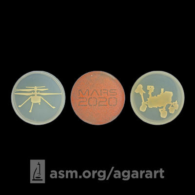 Agar Art of NASA’s Perseverance rover and Ingenuity drone.