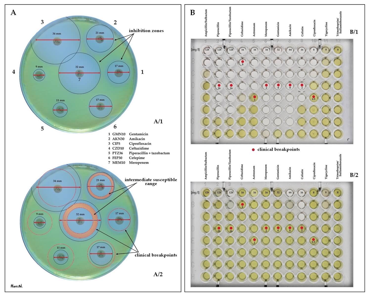 Left to right: Disk diffusion susceptibility testing and microbroth dilution panels for automated susceptibility testing. 