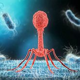 Illustration of microscopic view of phage, which might be used to fight AMR.