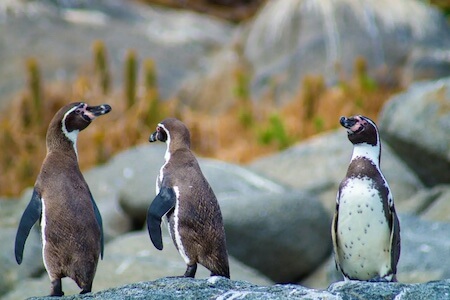 Humboldt penguins infected with avian influenza virus (H5N1) have experienced an especially high mortality rate. 