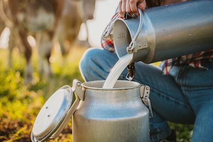 Raw milk may contain infectious virus, but authorities suggest that standard industrial pasteurization processes are adequate to inactivate H5N1.