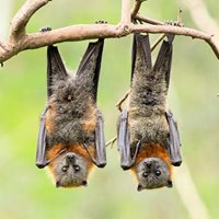 Two bats hang upside-down from a tree branch.