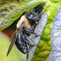 A wild bee on a leaf.