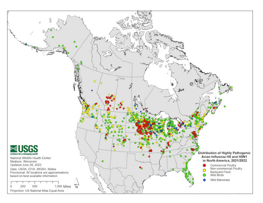 Distribution of Highly Pathogenic Avian Influenza H5 and H5N1 in North America, 2021/2022. Updated June 03, 2022.