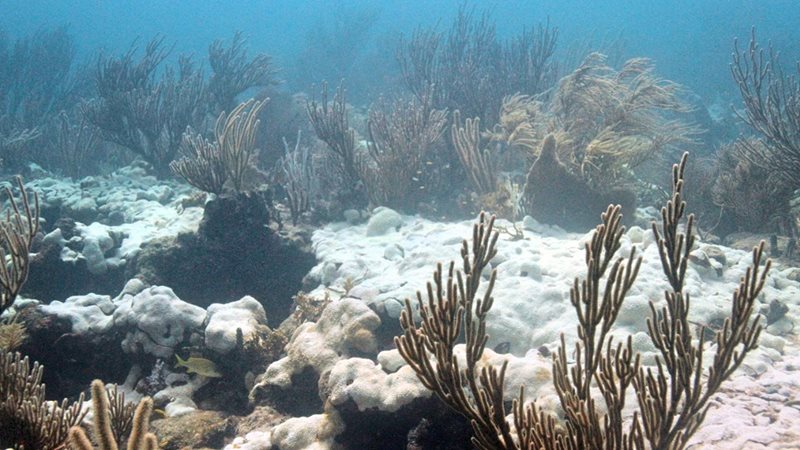 Coral Bleaching