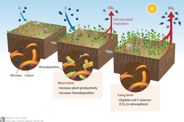 Although models differ, some climate change predictions for the soil microbiome include an initial increase in plant growth, followed by a depletion of microbial and plant diversity and enhanced relea