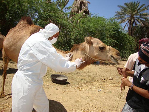 CDC photo showing a camel getting a shot from someone in protective gear.