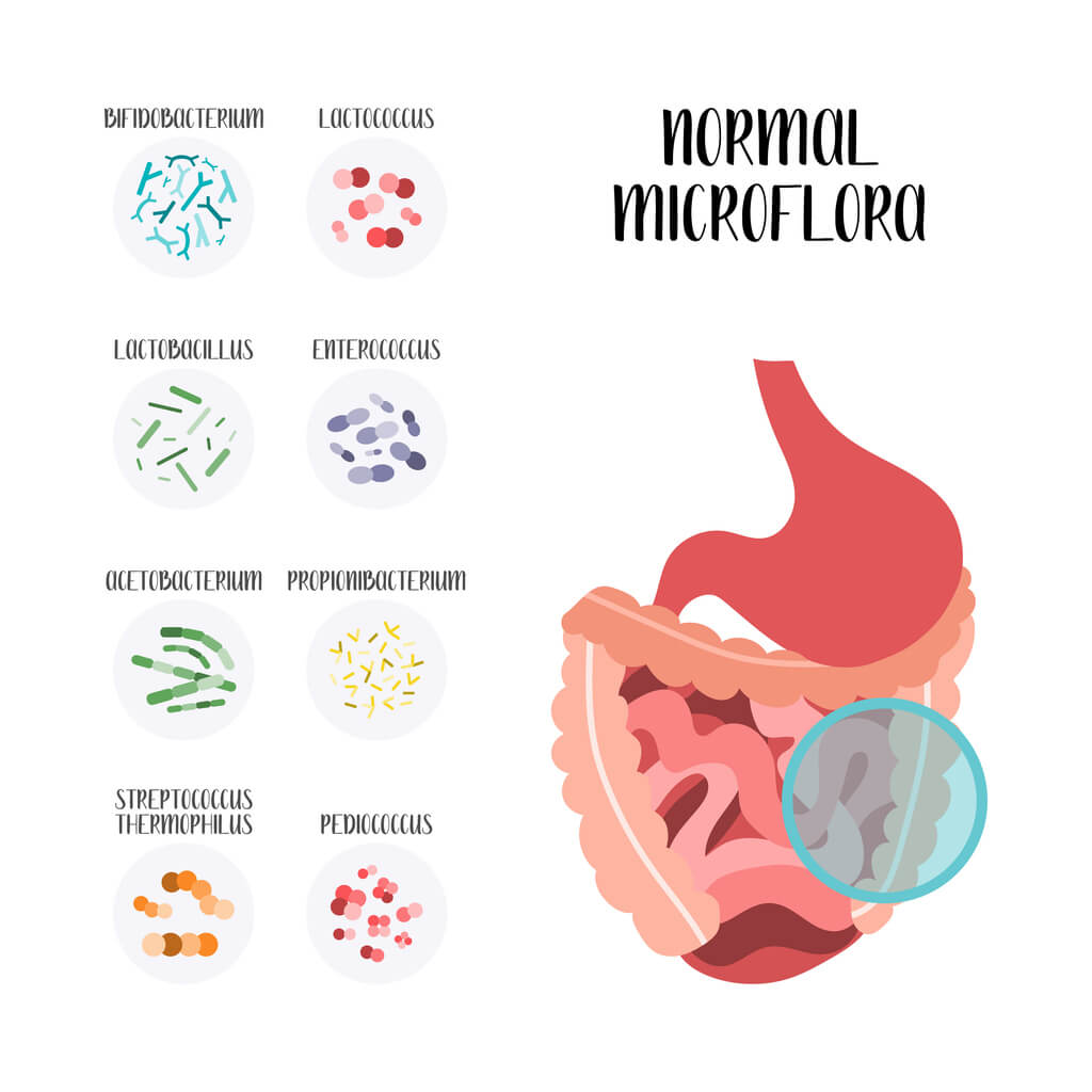 Improved understanding of normal microflora in the human gut can inform biotherapeutic development to treat diseases, such as CeD.