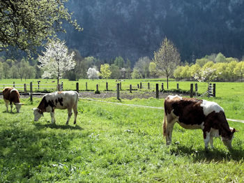 Cows grazing on green grass.