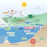 Diagram of microbes in aquatic and terrestrial ecosystems.