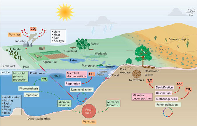 Diagram of microbes in aquatic and terrestrial ecosystems and the flux of CO2, CH4, and N2O in each environment caused by microbes.