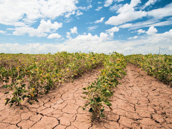 Rows of plants growing out of dried soil.