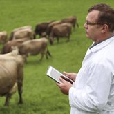 A researcher observes a herd of cattle.