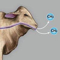 Illustration of a cow burping methane into the atmosphere.