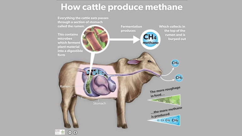 Cross-section of cow's stomach showing methane accumulation in the rumen and release via belching.