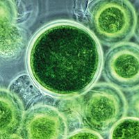 A microscopic view of microalgae.