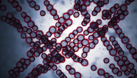 A microscopic view of Candida auris.