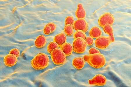 A microscopic view of Cryptococcus neoformans.