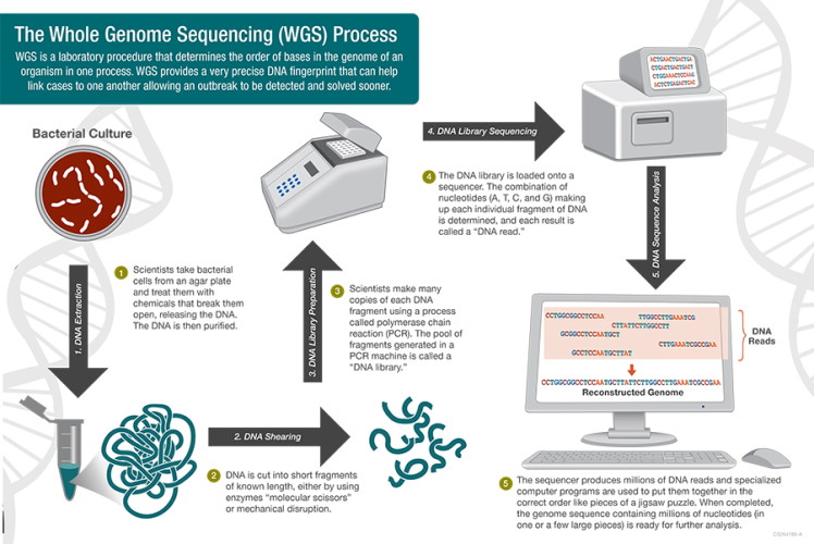 The Whole genome sequencing (WGS) process.