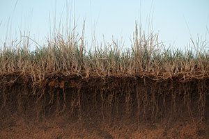 Cut away of roots of grass.