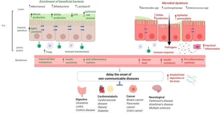 Possible roles of gut microbiota in gut barrier functions, health benefits and non-communicable diseases.