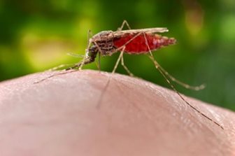 An Anopheles mosquito having a bloodmeal