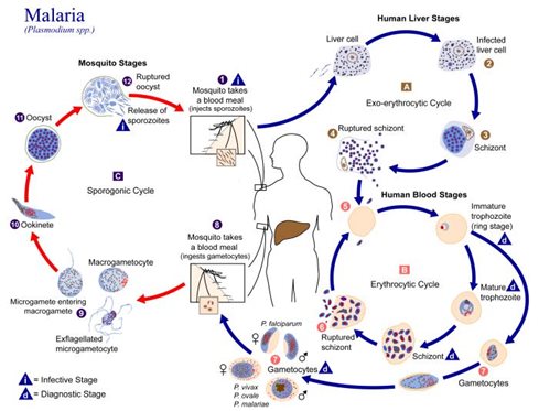 Plasmodium parasite lifecycle 