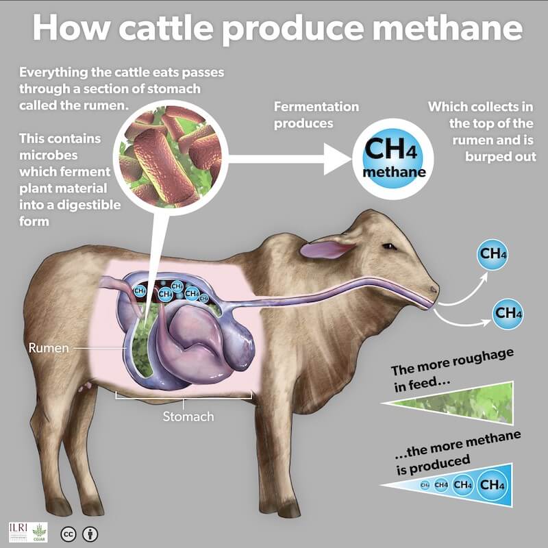 Cross-section of cow's stomach showing methane accumulation in the rumen and release via belching.