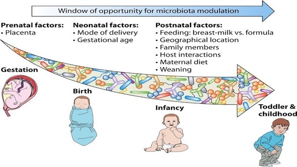 Prenatal, neonatal and postnatal factors that contribute to the bacterial gut composition in infants.