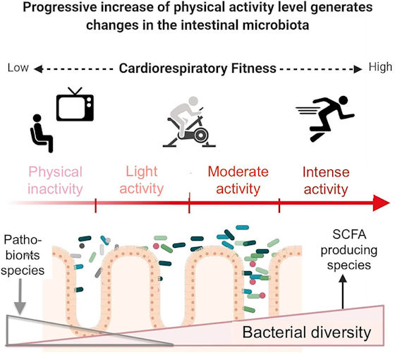 Intense exercise is associated with microbial production of short-chain fatty acids (SCFA) and bacterial diversity.