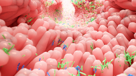 Human gut microbiota colonized along the inside of the large intestine. These bacteria play a major role in human health and disease.