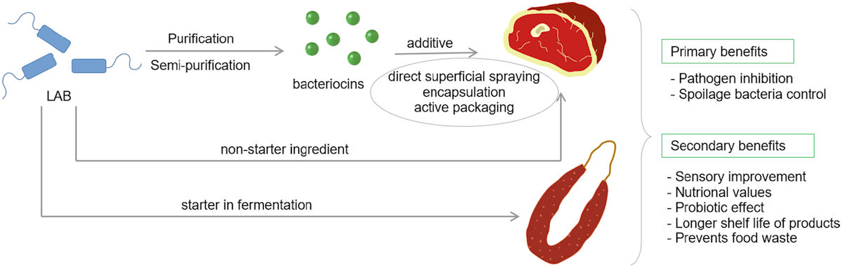  Application of lactic acid bacteria and bacteriocins in meat products.