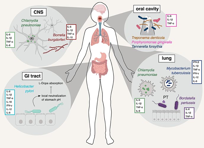 Different bacterial species that have been implicated in neuroinflammation.