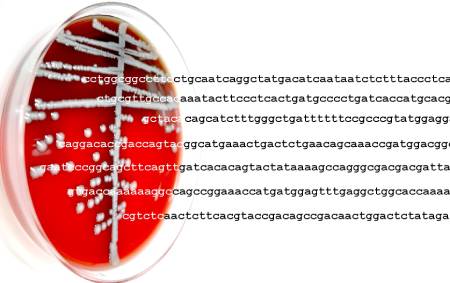 Blood Agar petri dish with sequence read coming from bacteria on the plate.