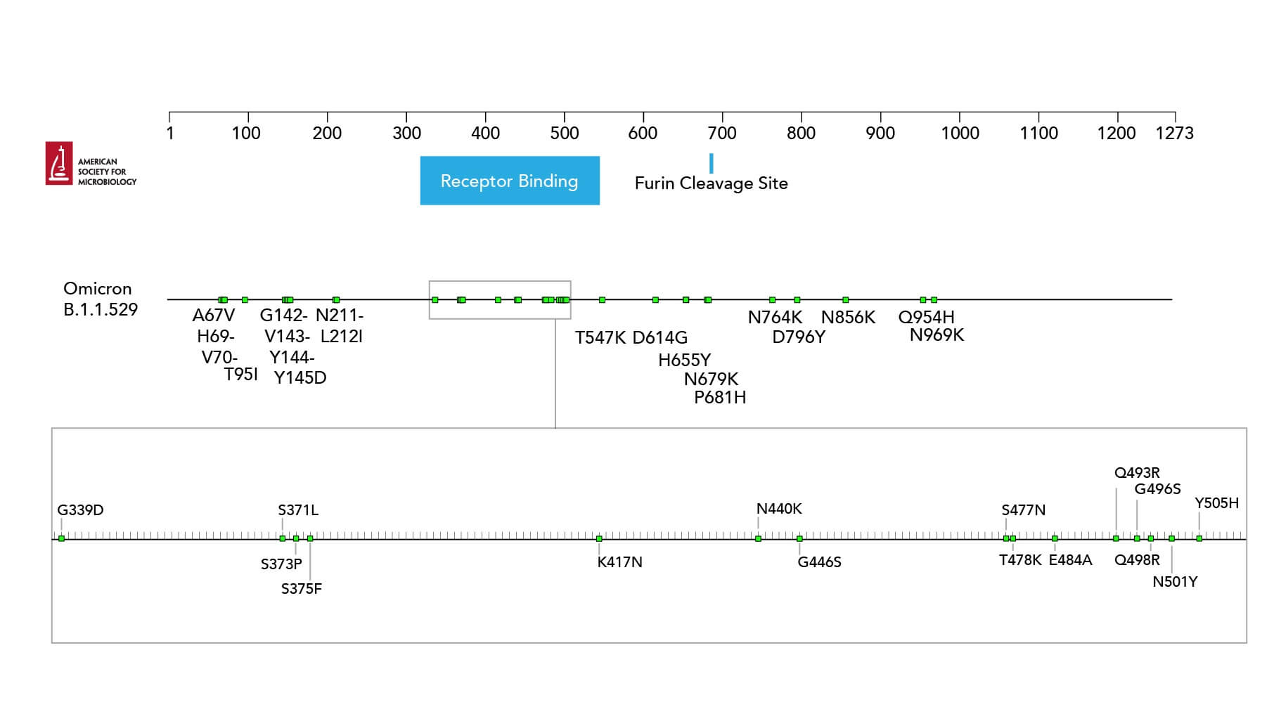 Amino acid changes to the spike (S) protein in the Omicron variant. (Click to expand image.)