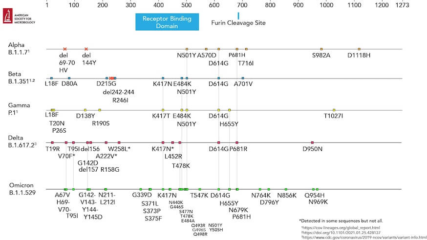 Amino acid changes to the spike (S) protein in SARS-CoV-2 variants of concern (VOCs). (Click to expand image.)