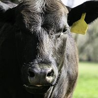 A close view of a black cattle on a farm.