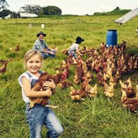 Young girl on a farm holds a chicken.