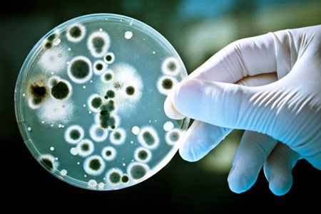 Gloved hand holding a petri dish with fungi growing in it.