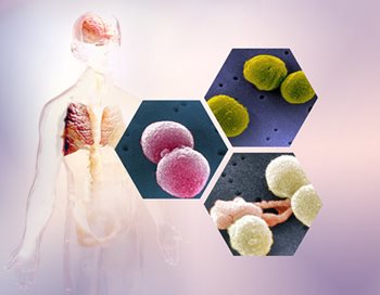 Diagram of Streptococcus bacteria overlaid on a graphic of a human body