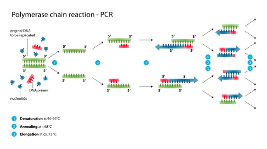 Illustration of mechanism of polymerase chain reaction - PCR.