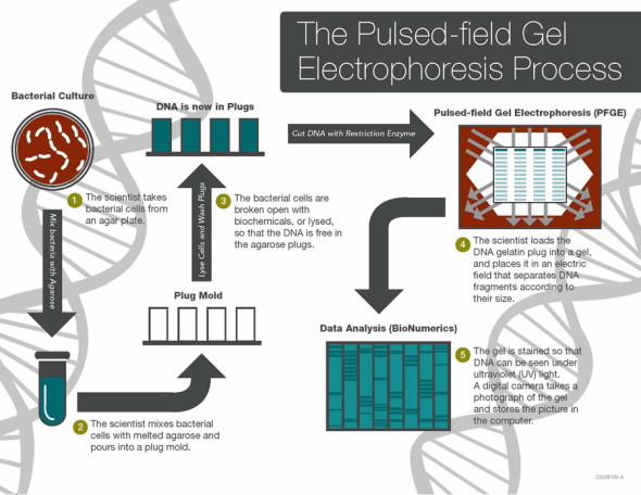 The Pulse-field gel electrophoresis (PFGE) process.