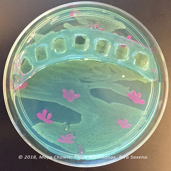 "Plasmid Water Lillies," Maya Chawla, Paige Mountanos, and Tara Saxena. 2018. For this agar art piece, the focus was on the transformation and interactions of plasmids. To create the piece, 2μL of chloramphenicol was combined with 20mL of LB agar with 2μL of blue dye (for color). From there, yellow plasmid was painted on and, following that, the magenta plasmid. Both plasmids contained chloramphenicol resistance, and both were resuspended for a brightened color. Clay modeled in the shape of a bridge was then filled with LB agar and left to set. The LB agar was then removed from the mold and placed on top of this plasmid piece. The agar plate was left to grow for one day in an incubator at 37 degrees Celsius.