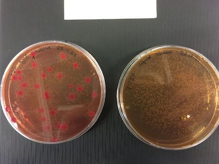 Klebsiella michiganensis (red) is only able to receive the P3 plasmid from S. Typhimurium (yellow) when they are grown together on agar plates (left), not in liquid culture (right).