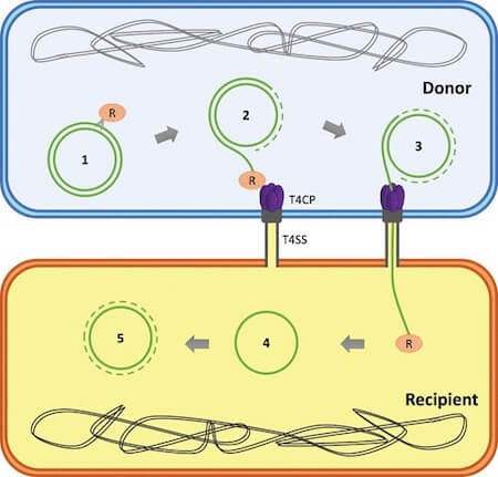 Transfer of a plasmid (green loop) between two bacterial cells through the process of conjugation.